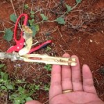 ทับทิม ทับทิม