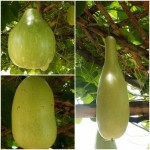 น้ำเต้าต้น น้ำเต้าต้น