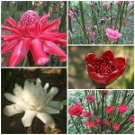 ดาหลา ดาหลา