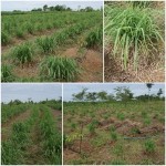 ตะไคร้หอม ตะไคร้หอม