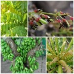 Protected: ตะลิงปลิง Protected: ตะลิงปลิง