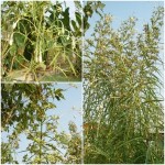 ท้าวยายม่อม ท้าวยายม่อม