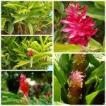 ขิงแดง ขิงแดง