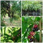 ชำมะเลียง ชำมะเลียง