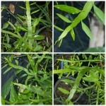 ตีนตะขาบ ตีนตะขาบ