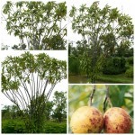 ตีนเป็ดน้ำ ตีนเป็ดน้ำ