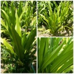 พลับพลึง พลับพลึง