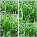 เตยหอม เตยหอม