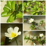 แพงพวยน้ำ แพงพวยน้ำ