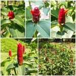 เอื้องหมายนา เอื้องหมายนา