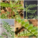 ลูกใต้ใบ ลูกใต้ใบ