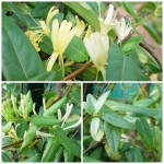 สายน้ำผึ้ง สายน้ำผึ้ง