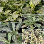 ว่านมหากาฬ ว่านมหากาฬ