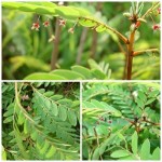 ว่านธรณีสาร ว่านธรณีสาร