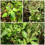 ยี่หร่า ยี่หร่า