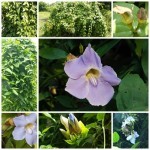 รางจืด รางจืด