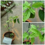 ลิ้นงูเห่า ลิ้นงูเห่า