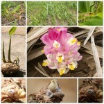 ว่านชักมดลูก ว่านชักมดลูก