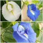 อัญชัน อัญชัน