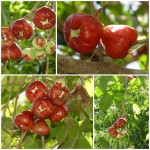 ชมพู่ ชมพู่