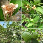 ฝรั่ง ฝรั่ง