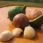 มะคาเดเมีย มะคาเดเมีย