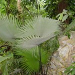 ปาล์ม ปาล์ม