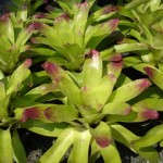 สับปะรดสี สับปะรดสี