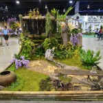 ORCHIDS FROM INCANE EMPIRE ORCHIDS FROM INCANE EMPIRE