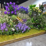 Vanda Paradise Vanda Paradise