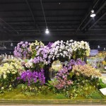 ROYAL TAIWAN ORCHID WONDER PARADISE ROYAL TAIWAN ORCHID WONDER PARADISE