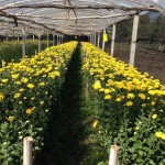 เบญจมาศ เบญจมาศ