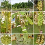 กล้วย กล้วย