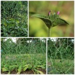 โด่ไม่รู้ล้ม โด่ไม่รู้ล้ม