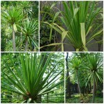 จันทน์ผา จันทน์ผา