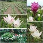 ปทุมมา ปทุมมา
