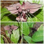 ค้างคาวดำ ค้างคาวดำ