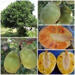 ขนุน ขนุน