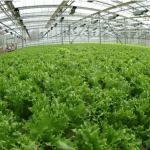 พืชสำหรับปลูกใน hydroponic พืชสำหรับปลูกใน hydroponic