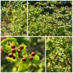 ระย่อม tetraphylla ระย่อม tetraphylla