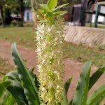 autumn pineapple