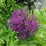 Blue throatwort Blue throatwort