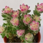 Portulaca Portulaca