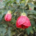 ชบาโคม ชบาโคม