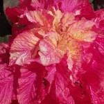 เงาะถอดรูป เงาะถอดรูป