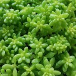Sedum japonicum ‘Tokyo Sun’ Sedum japonicum ‘Tokyo Sun’