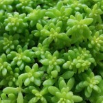 Sedum japonicum ‘Tokyo Sun’