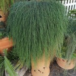 Prostrate Casuarina glauca Prostrate Casuarina glauca