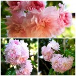 Kiku-shidare-zakura Kiku-shidare-zakura