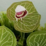 เอื้องอัญมณี เอื้องอัญมณี